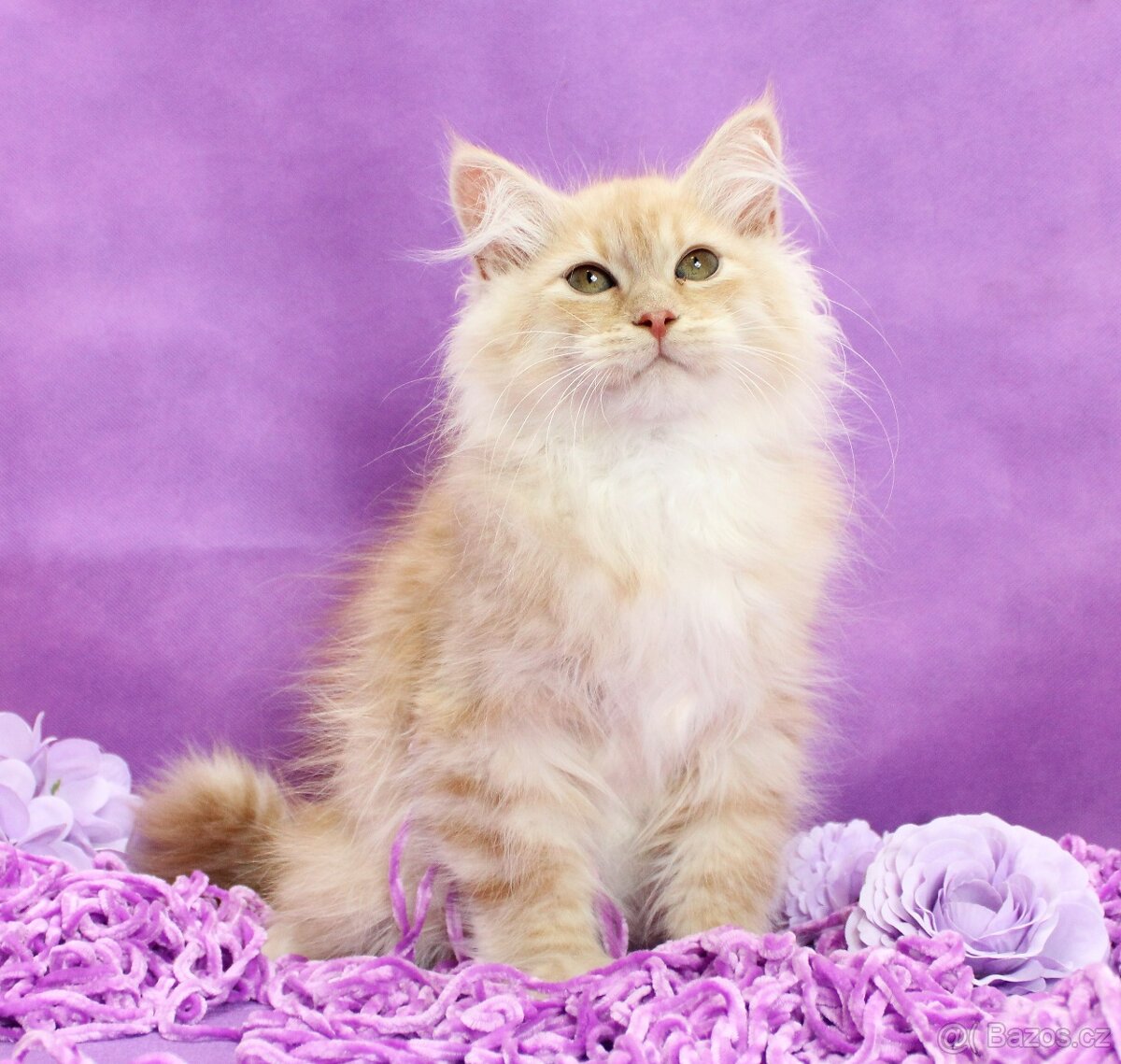 Sibiřská kočka - 2