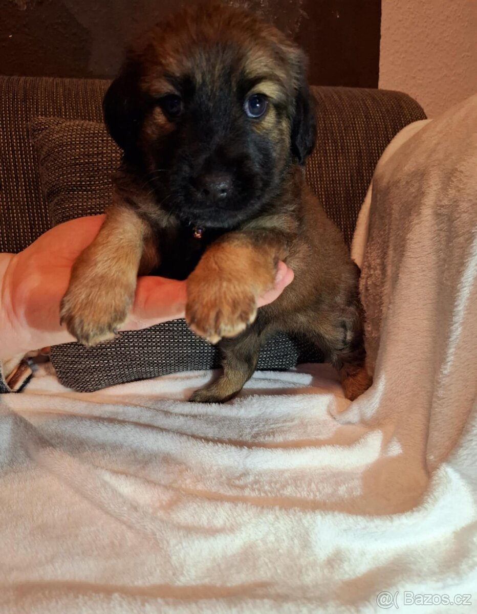 Stěně Jezevčík - 2