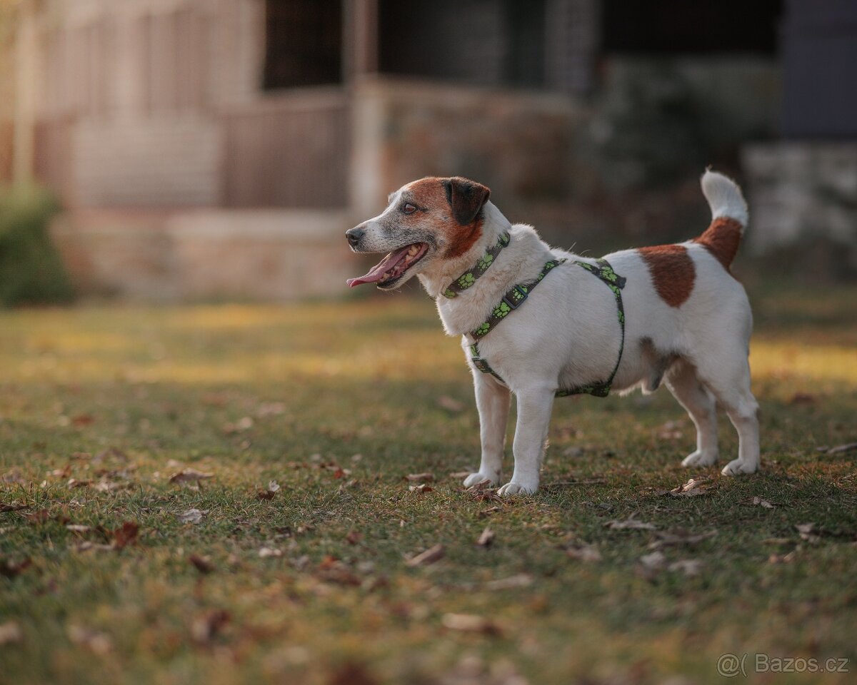 Muffinek k adopci - 2