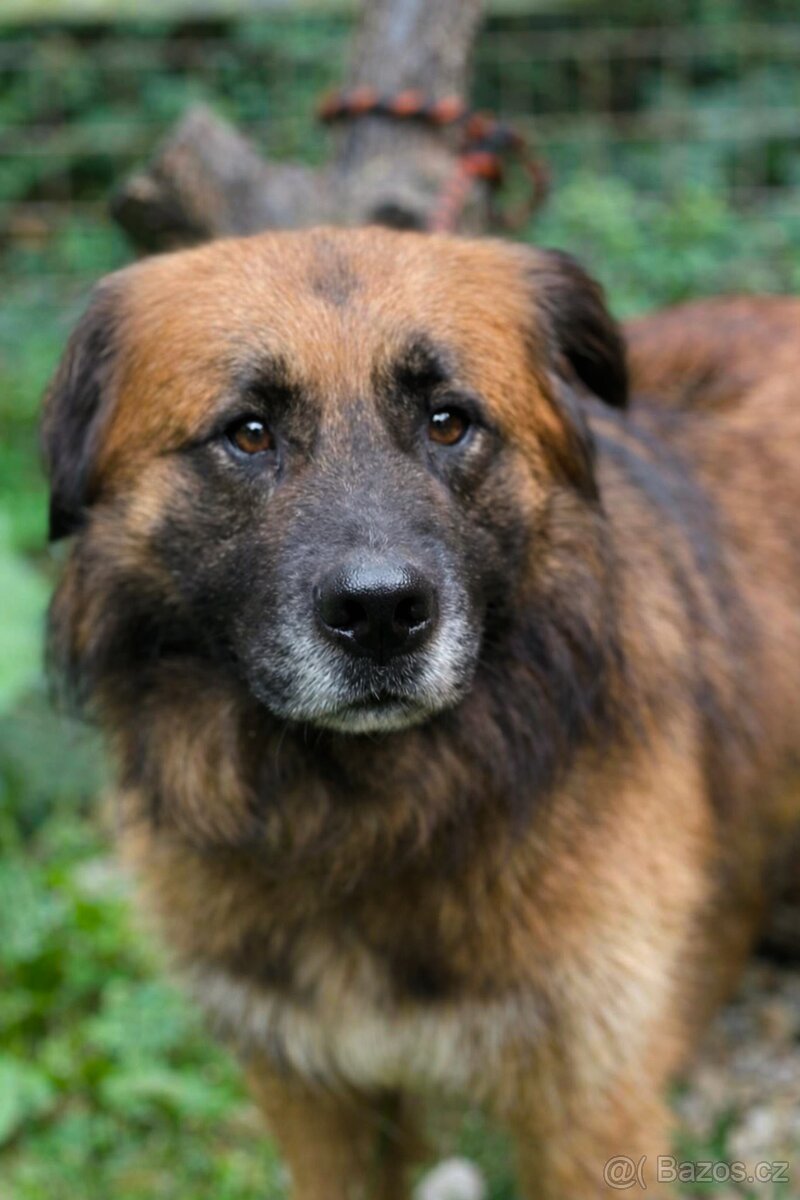 KENY - kastrovaný psík 4 roky - 2