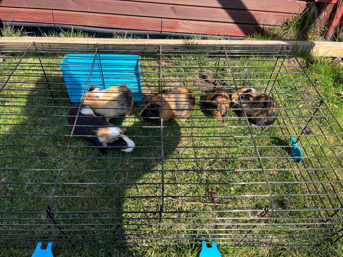 Morče hladkosrsté barevné - 2