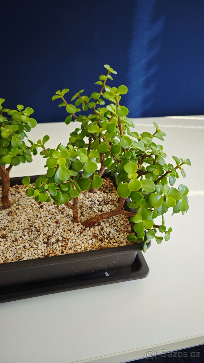 Portulacaria afra - lesík - 2