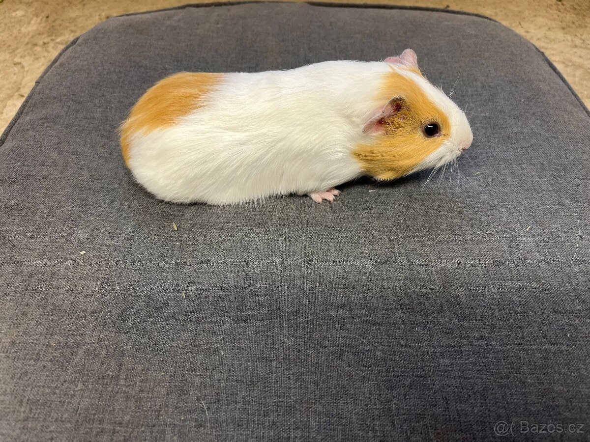 Morče, morčata - hladká, prodej - 2