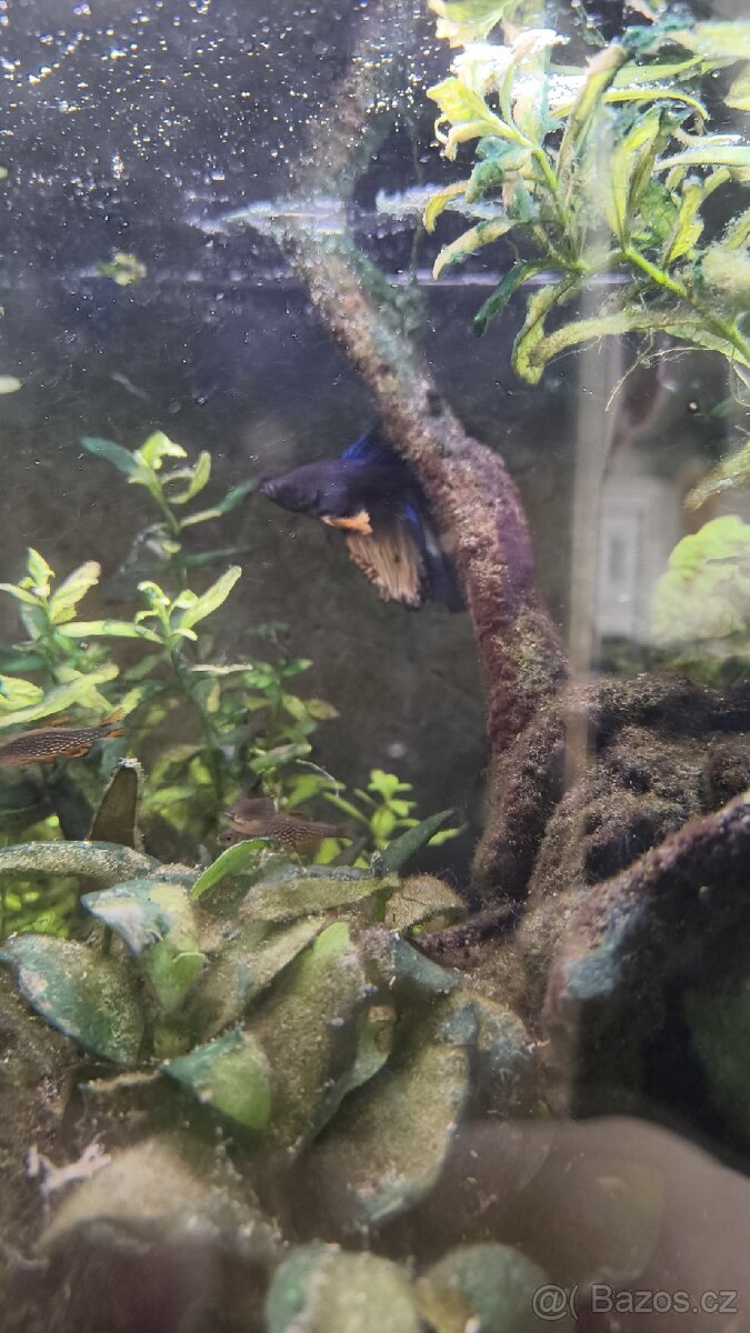 Betta bojovnice - 2