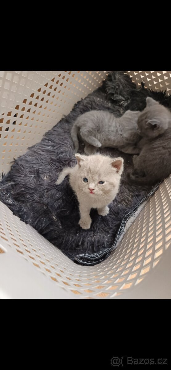 Britská koťátka - 2