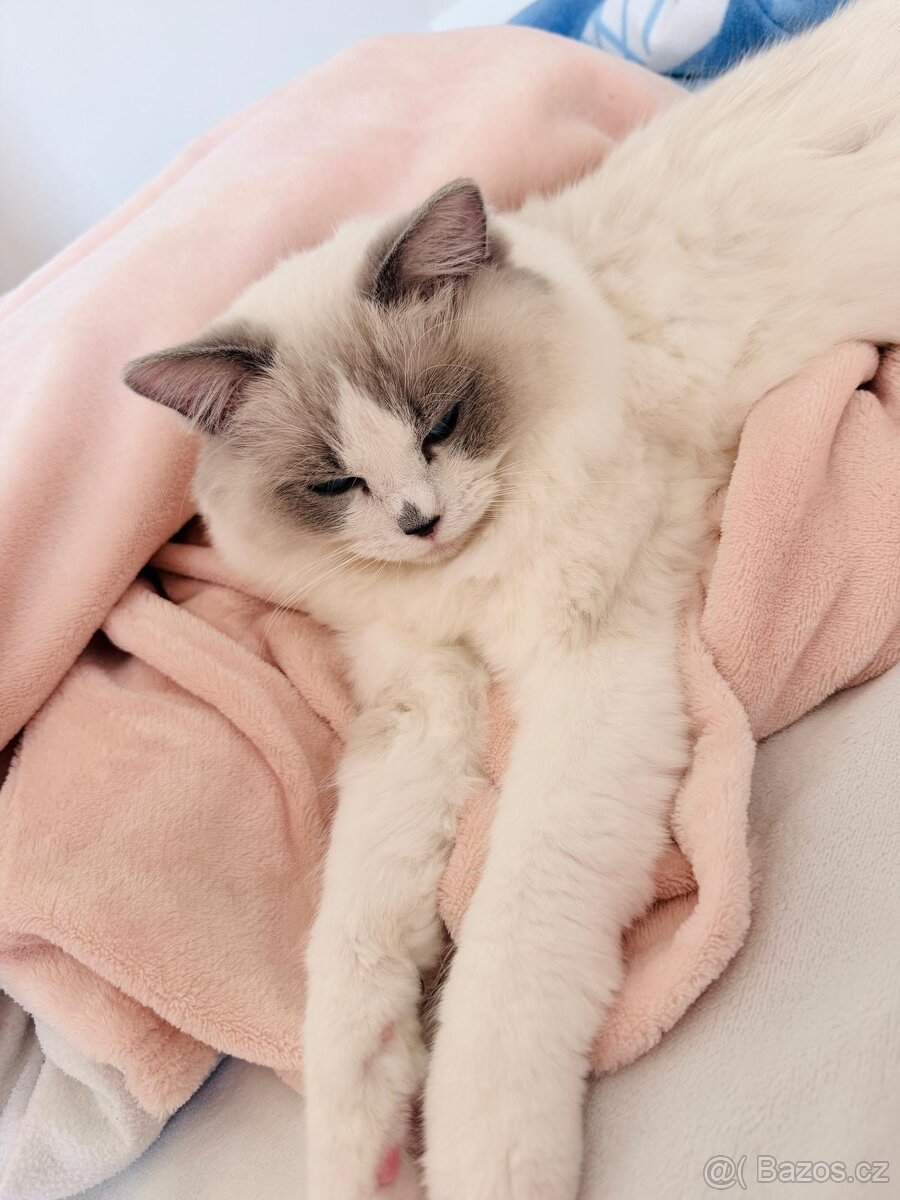 Ragdoll devítiměsíční kocourek s PP - 2