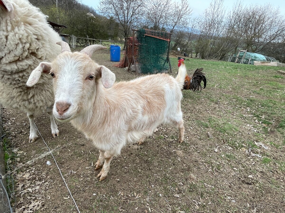 Prodám, vyměním kůzle - 2