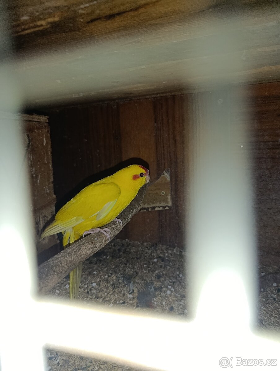 Kakarik - 2