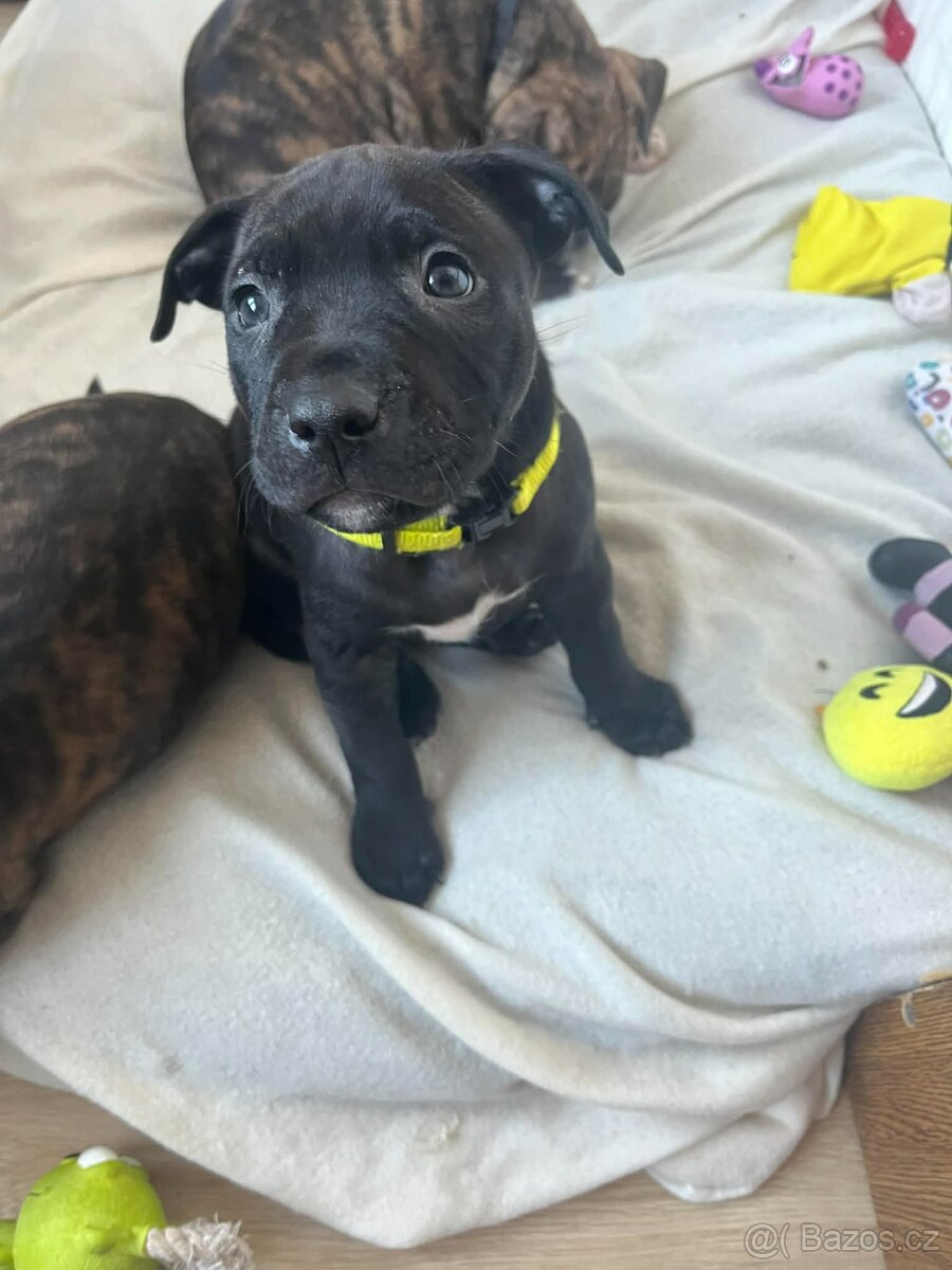 Americký pitbull teriér - 2