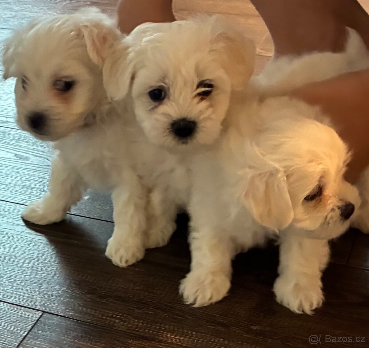 Maltézský psík - 2