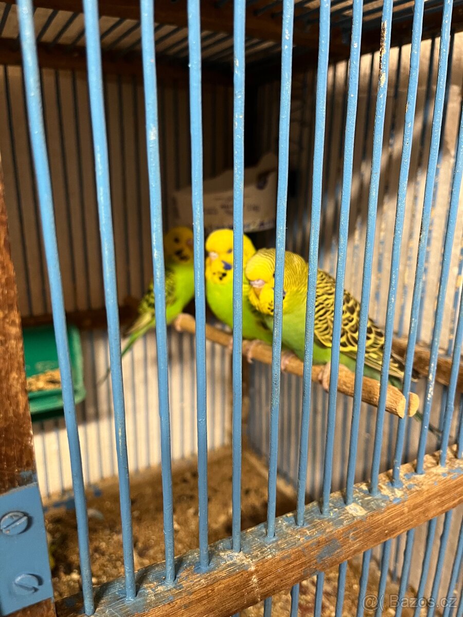 Prodám letošní andulky - 2