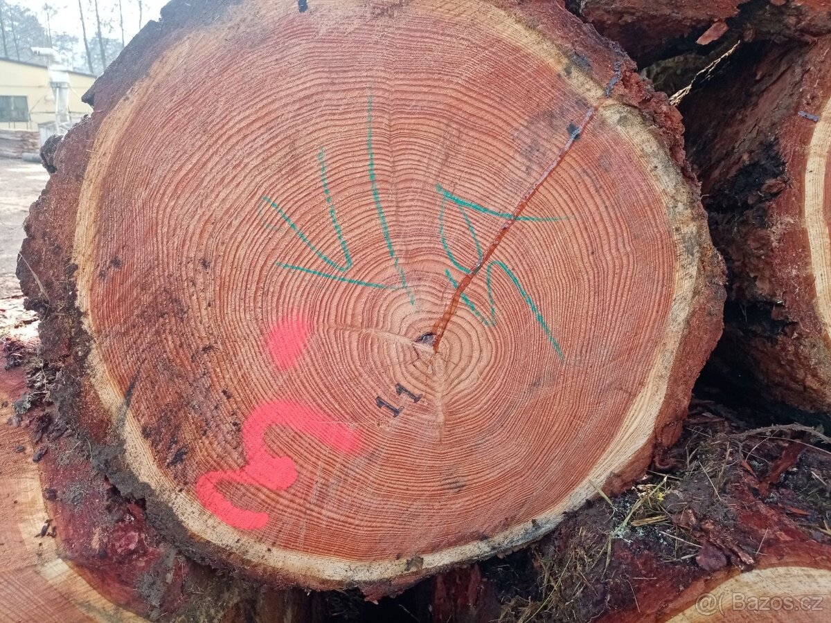 Maxi modřínové trámy - 2