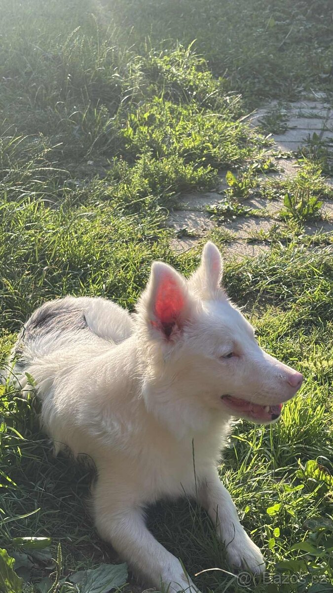 Border kolie, Border colie - 2