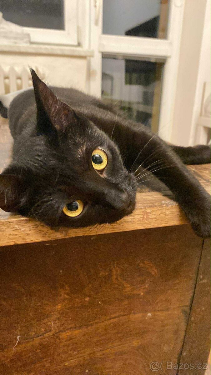 Kocourek Balerion hledá nový domov - 2