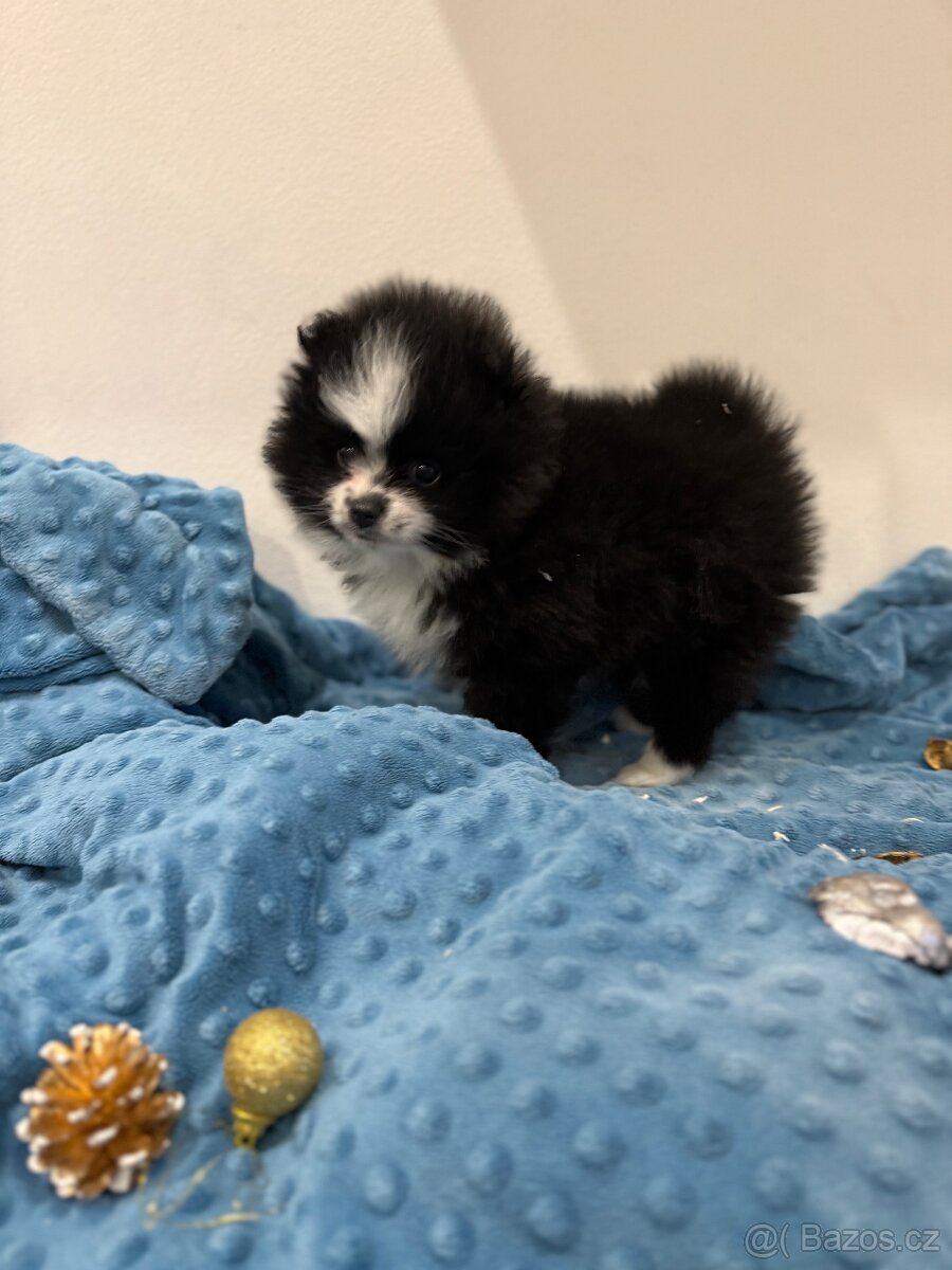 Štěňátka trpasličí špic bez PP - 2