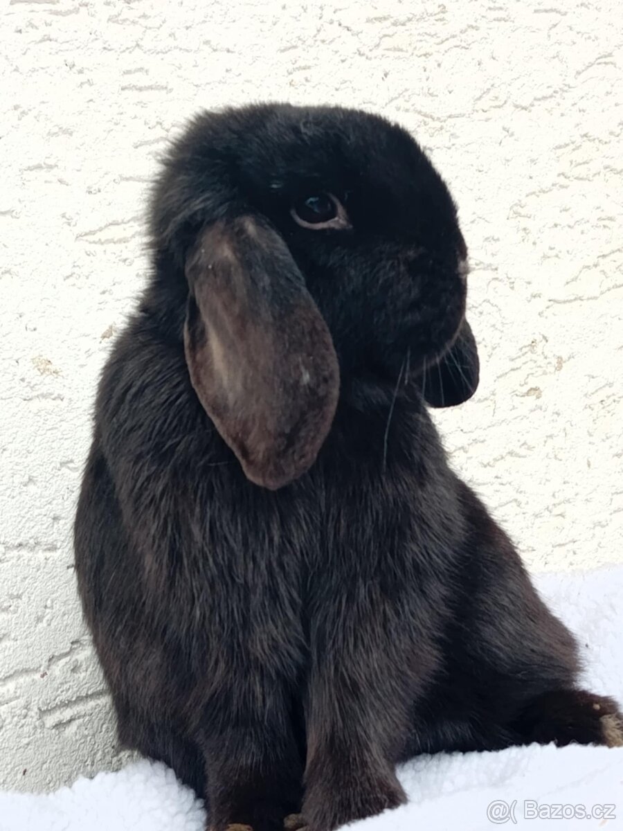 Volná samička - Anglický Zakrslý Beránek MiniLop🍑 - 2