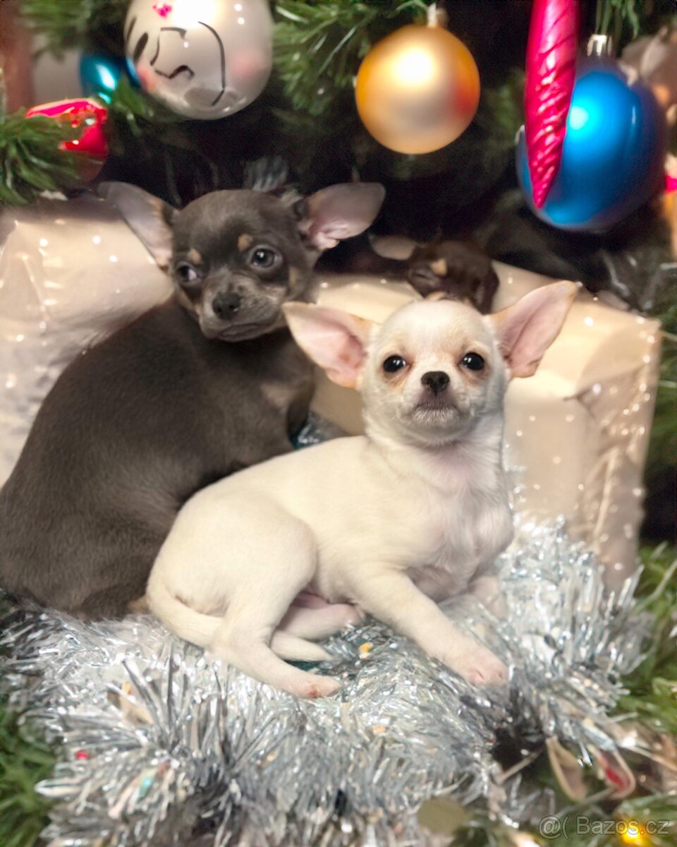 Čivava krátkosrstá s PP - 2