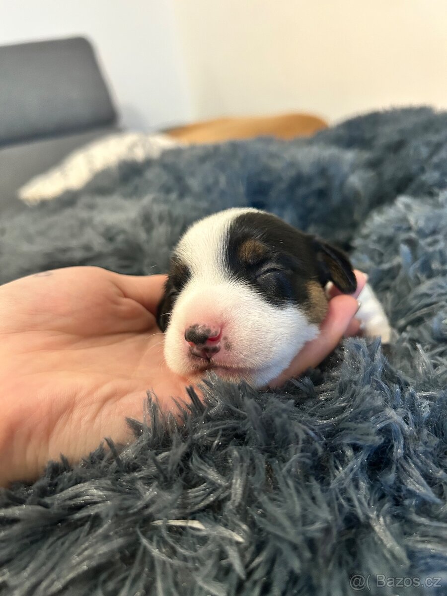 Štěňata typu Jack Russell - 2