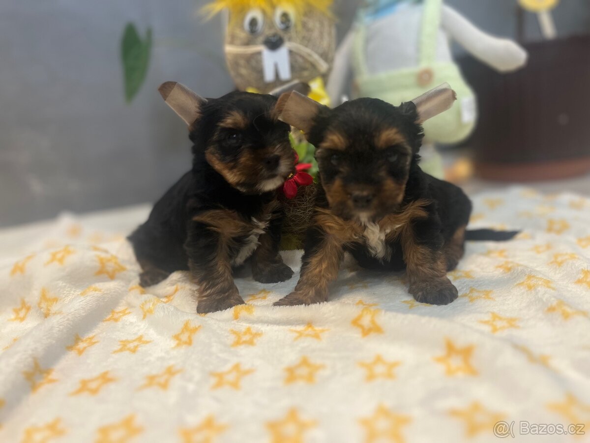 Jorkšírský teriér - 2