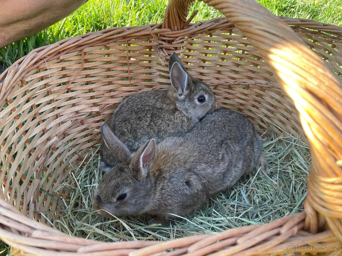 Zakrslí králíčci - 2