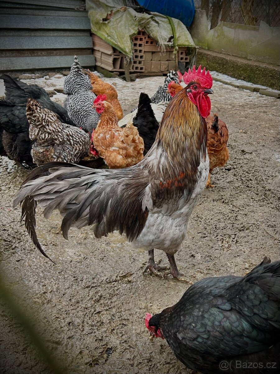 Násadová vajíčka - 2