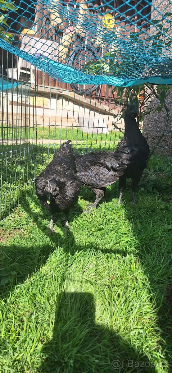 Ayam Cemani kohout - 2