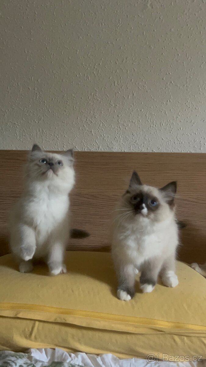 ragdoll bez pp - 2