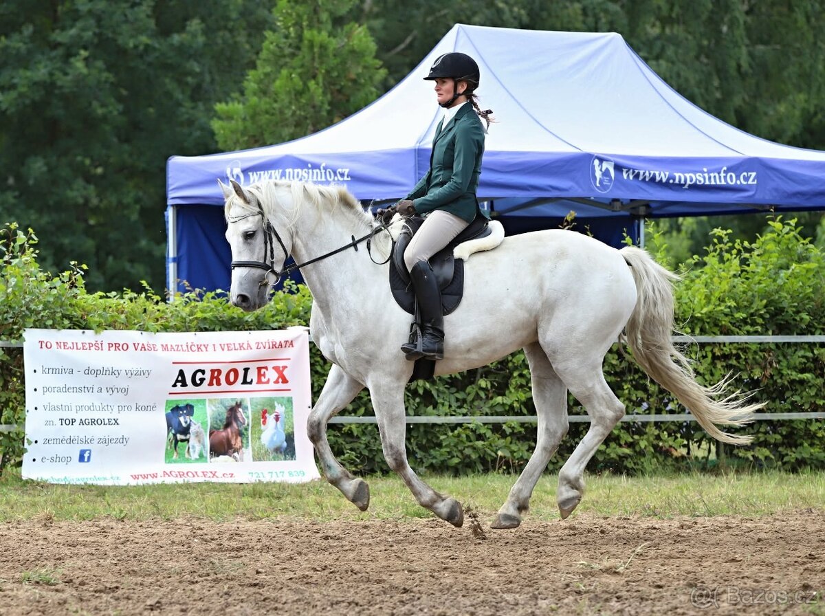 Nádherný valach na všechno:-) - 2