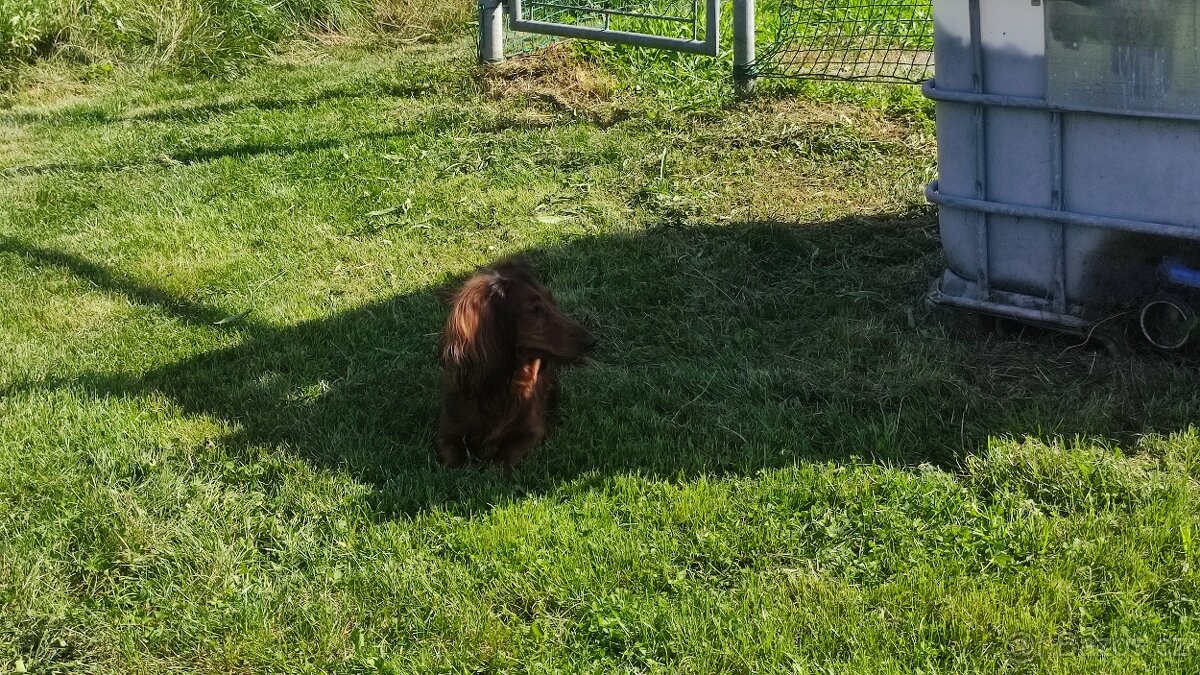 Jezevčík dlouhosrstý standard - 2