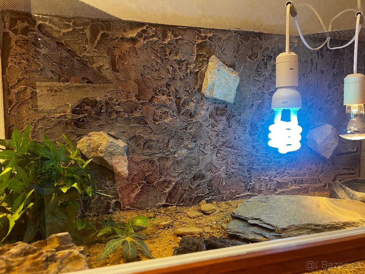 Terárium pro agamu s vybavením - 2