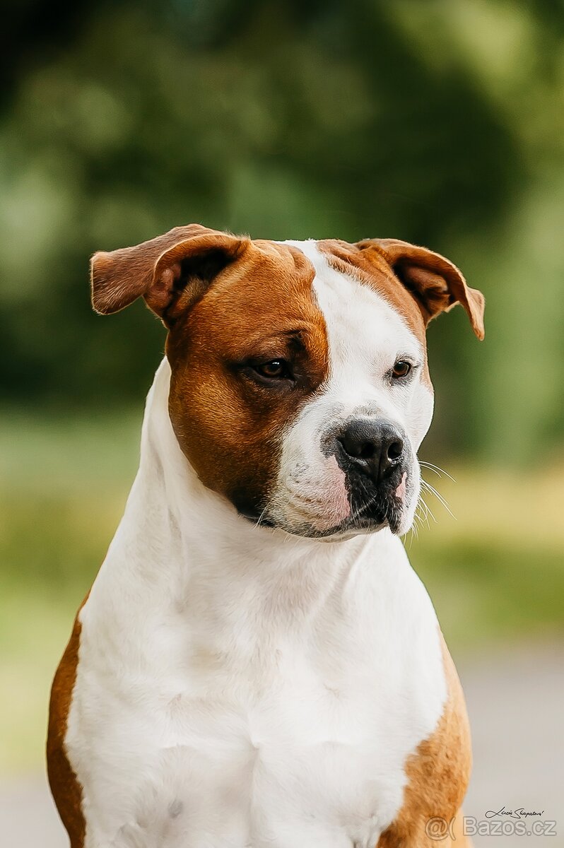 Nabízím krytí uchovněným psem s PP - 2