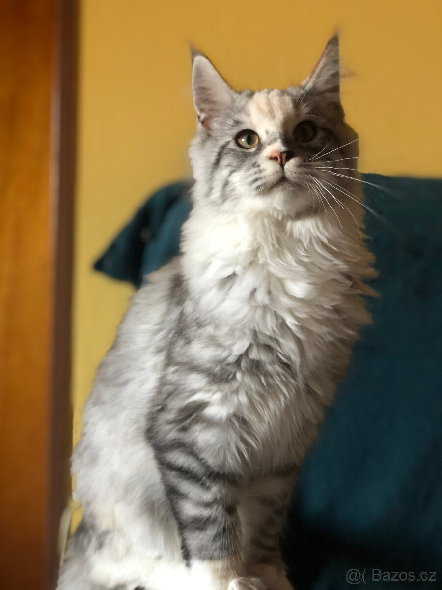 Mainská mývalí sPP - 2