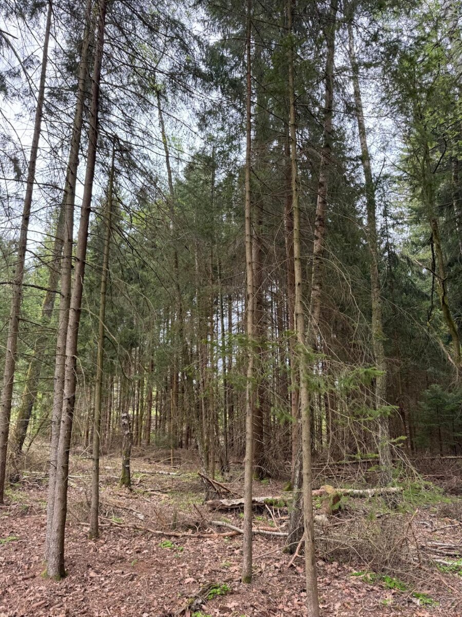 Prodám lesní pozemek v k.ú. Bednáreček - 2