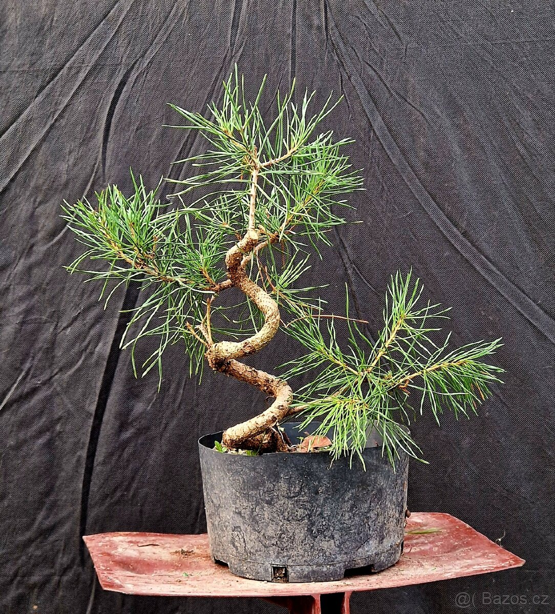 Pre- Bonsai : Pinus sylvestris 3 - 2