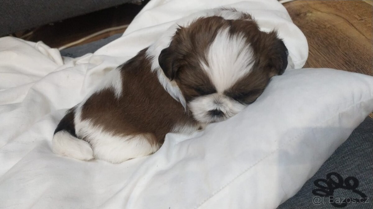 Prodám štěňátko Shih tzu - 2