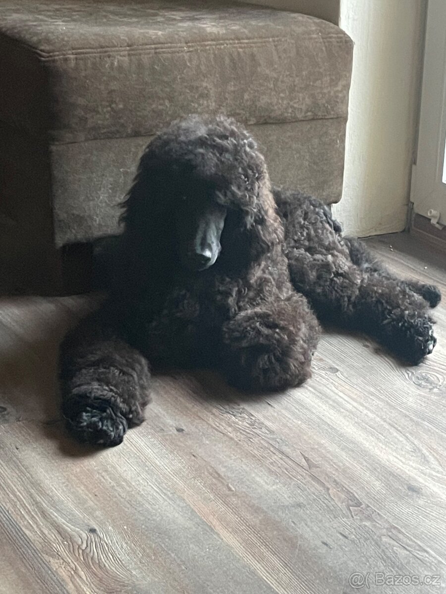 Pudl královský - 2