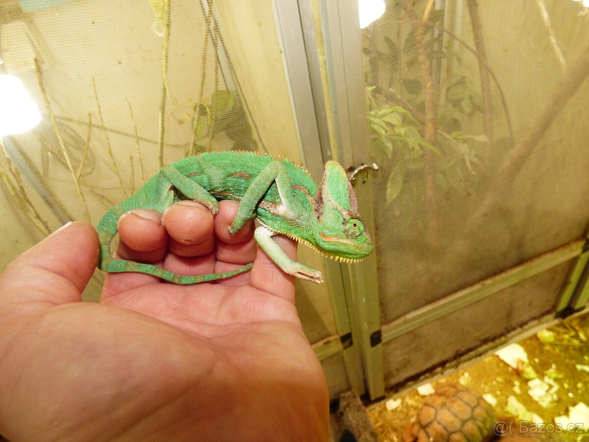 Chameleon jemenský (Chameleo calyptratus) - 2