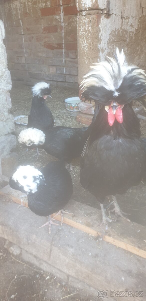 Holandanky kohoutek - 2