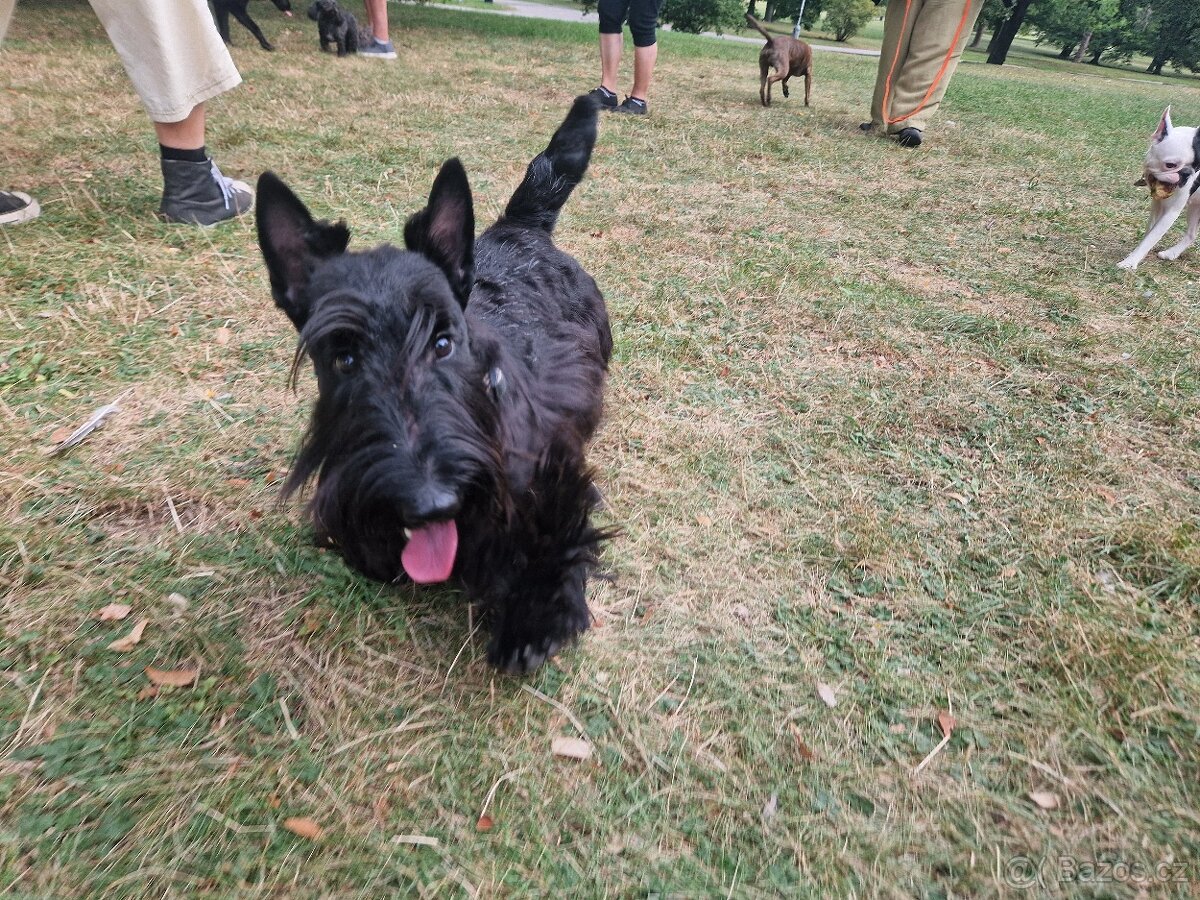 Ztracený Happy, skotský teriér - 2