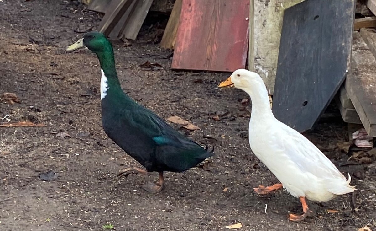 Indický běžec - 2