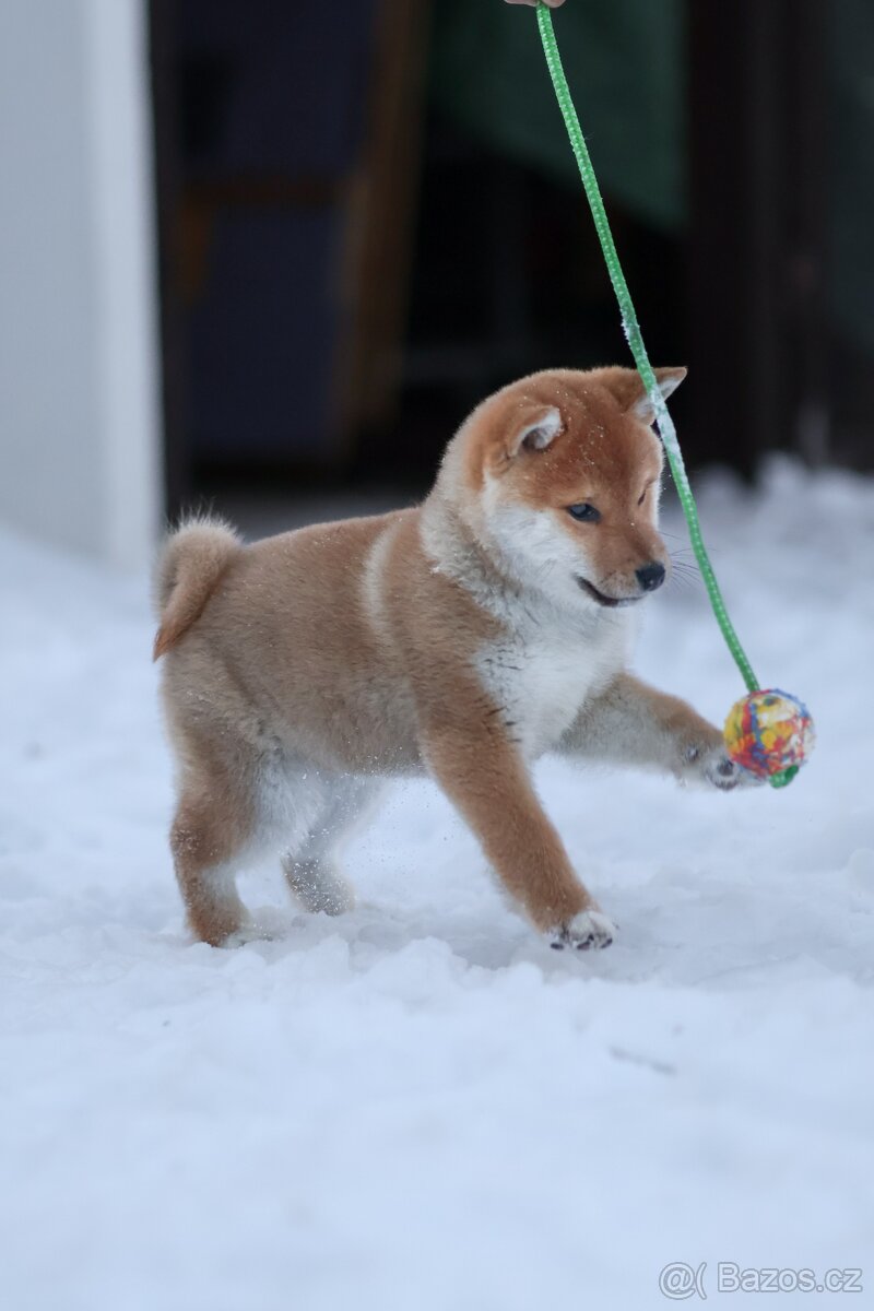 Shiba s PP - 2