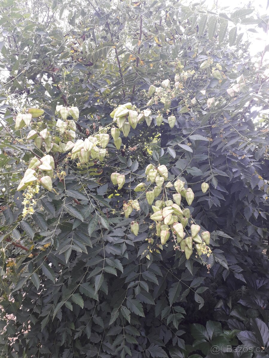 Svítel latnatý - 2