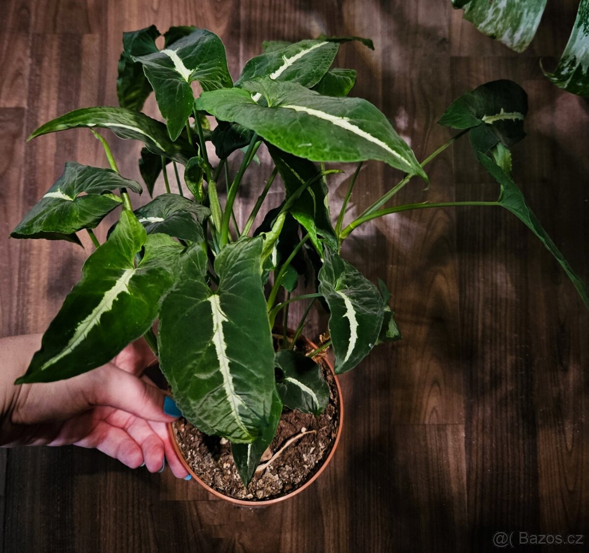 Syngonium Wendlandii - 2