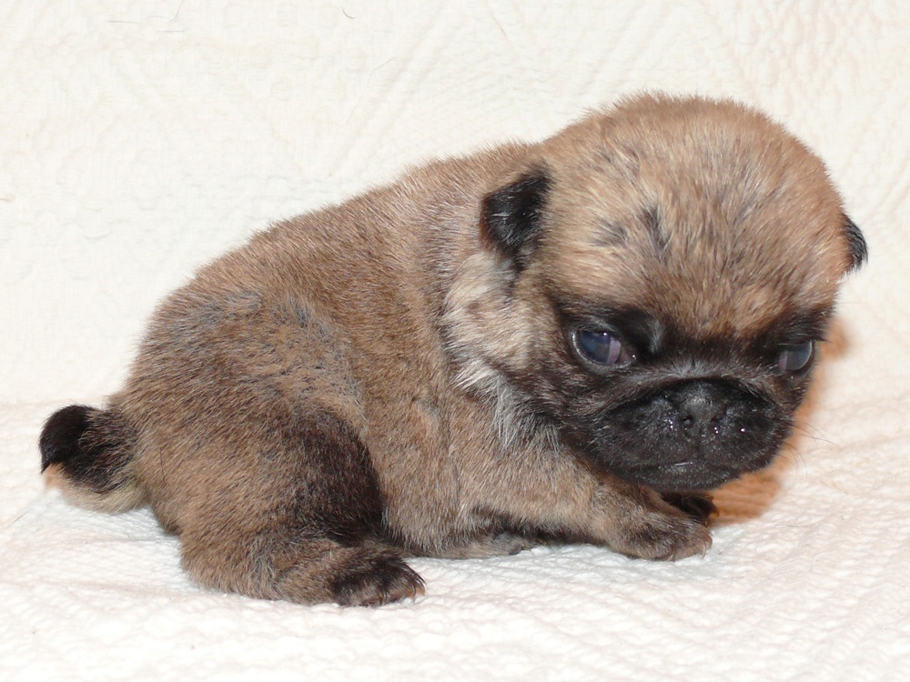 Mops - Štěňátko - 2