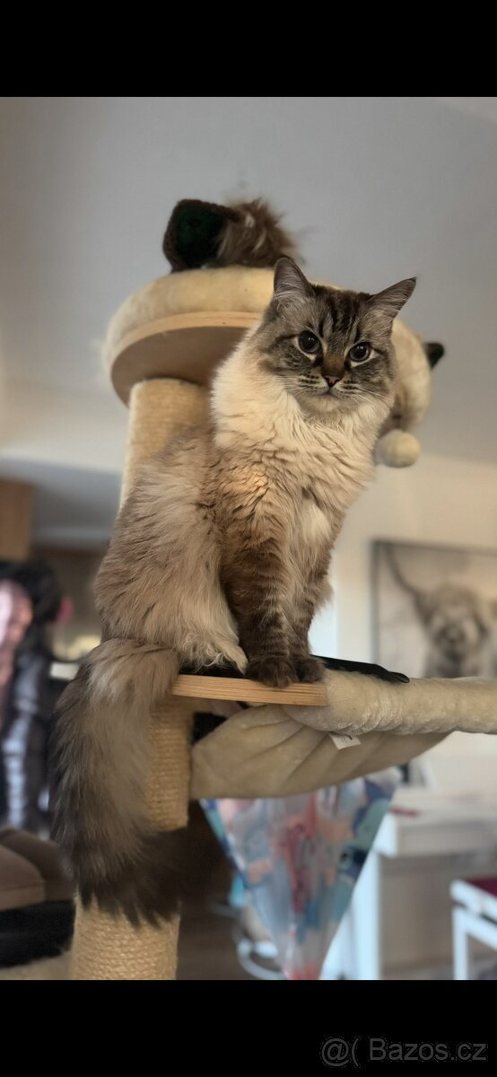 Ragdoll kocour a kočka - 2