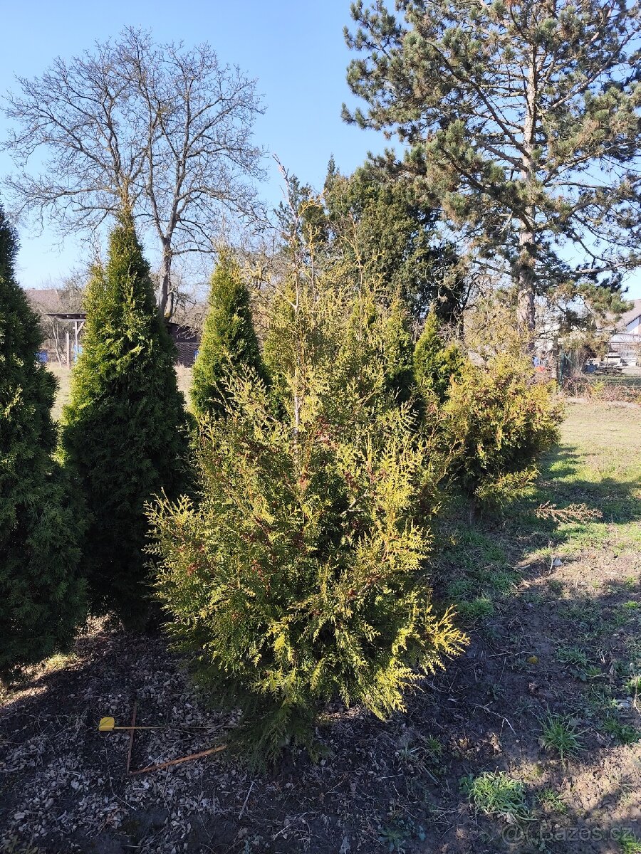 Sazenice thuje brabant 1.8-2.2 m - 2