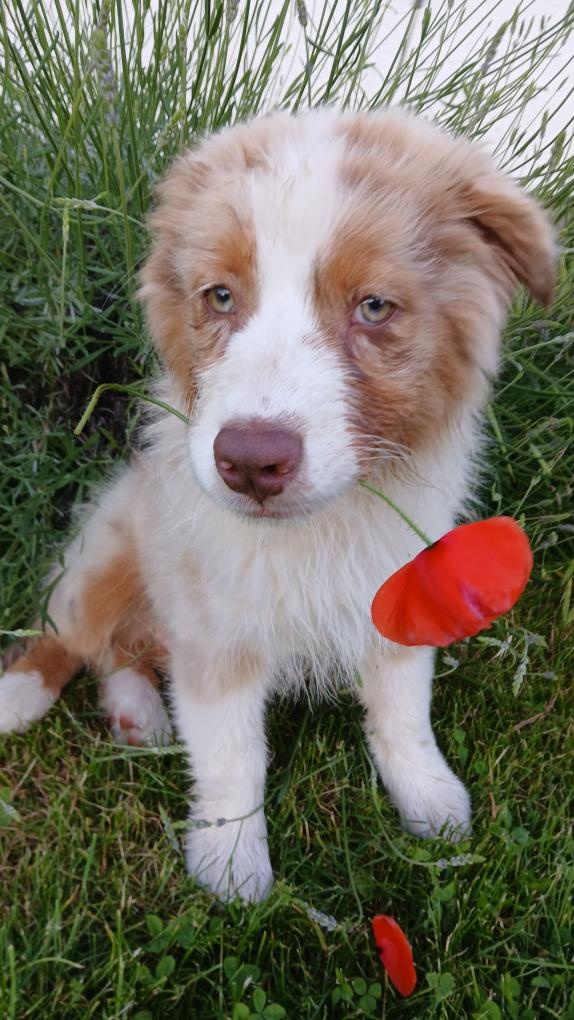 Australský ovčák s PP - red merle - 2