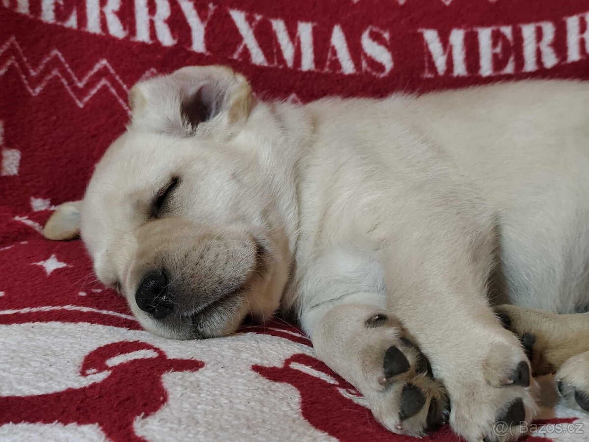 Labradorský retriever - 2