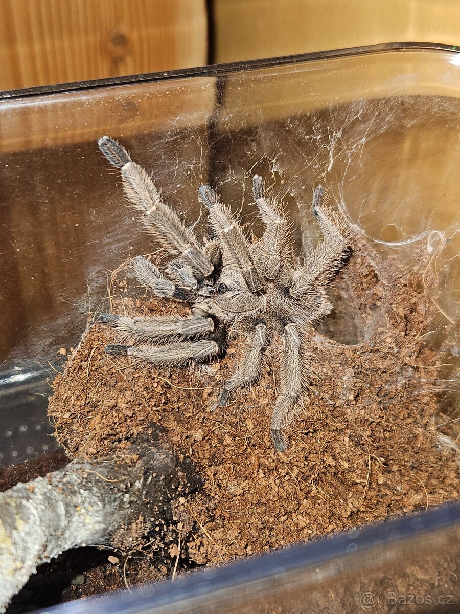 Prodám samce Cyriopagopus sp. hati hati - 2