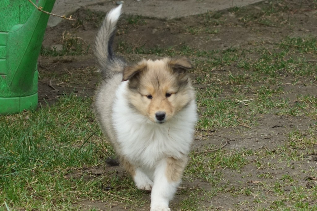 KOLIE DLOUHOSRSTA ZLATA Pes - 2